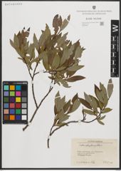 Foto von Salix phylicifolia L.